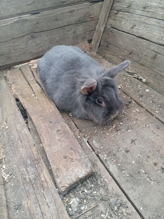 De vânzare iepuroaica cap de leu