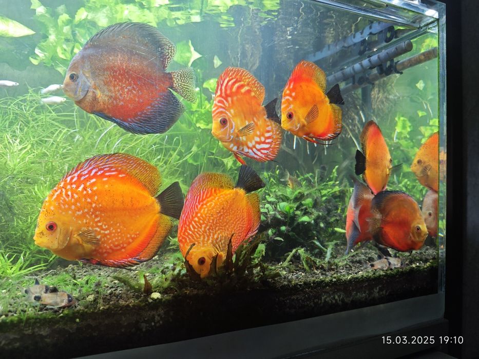 Дискусы, половозрелые, здоровые.