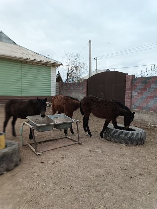 Яссмитрацукенгшщ