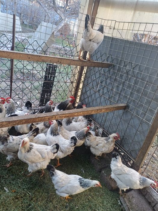 Продам курей серебристый Адлер