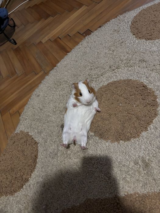 Donez - livrare pesonala Ploiesti