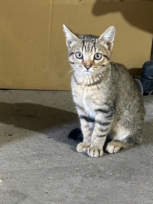 Отдам красивого котёнка