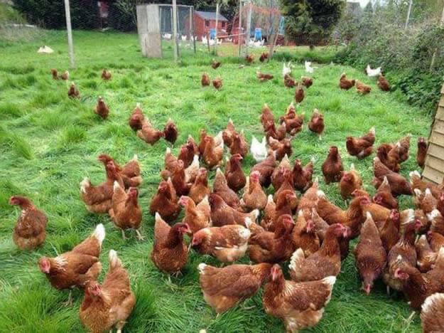 Куры ломан браун