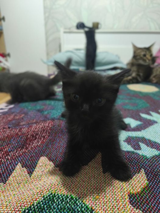 Котята котёнок купить