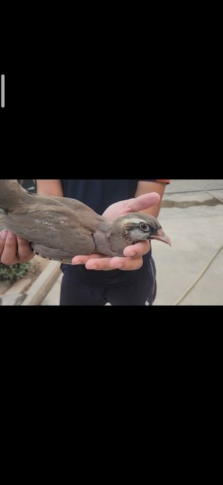 Круздулан кеклик