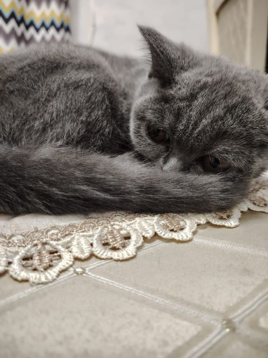 Британская кошка