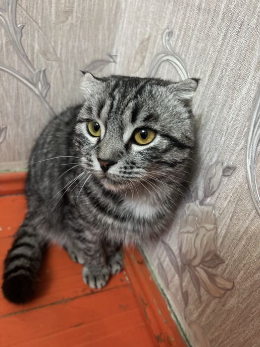 Шатландық мысық