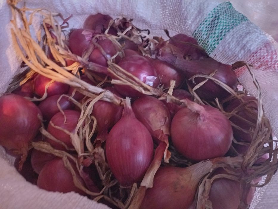 Sămânță de ceapă lunguiață de apă