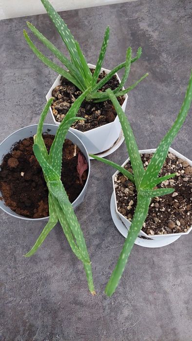 Обмен комнатные цветы