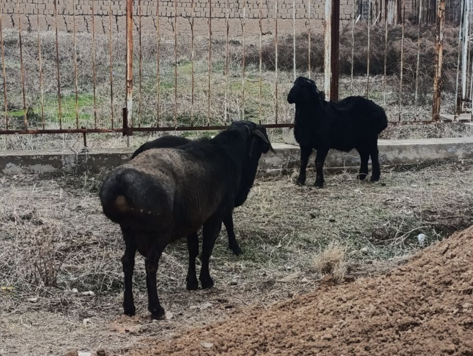 Boqishga qo'chqor кучкор