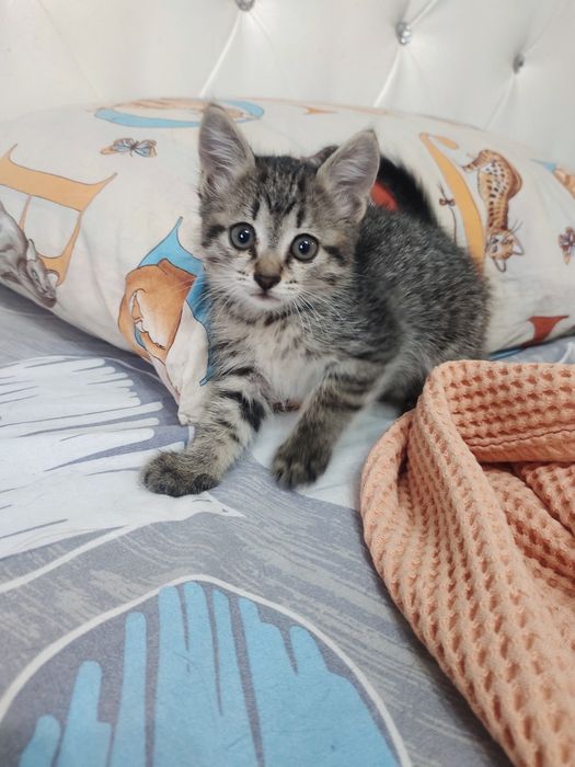Котенок в добрые руки
