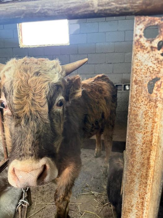 Продам 6 Бычков и две Телки