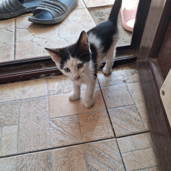 Pisicuti. Pentru adopție.  1 _2 luni