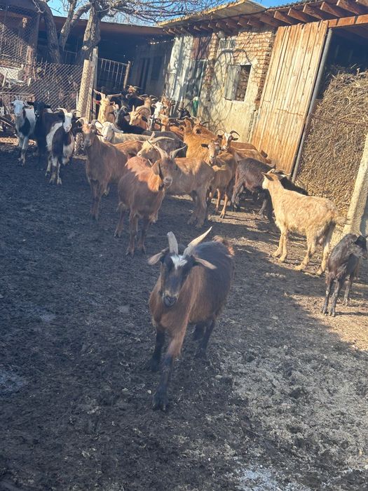 Кози, ярета и прасета за продаване