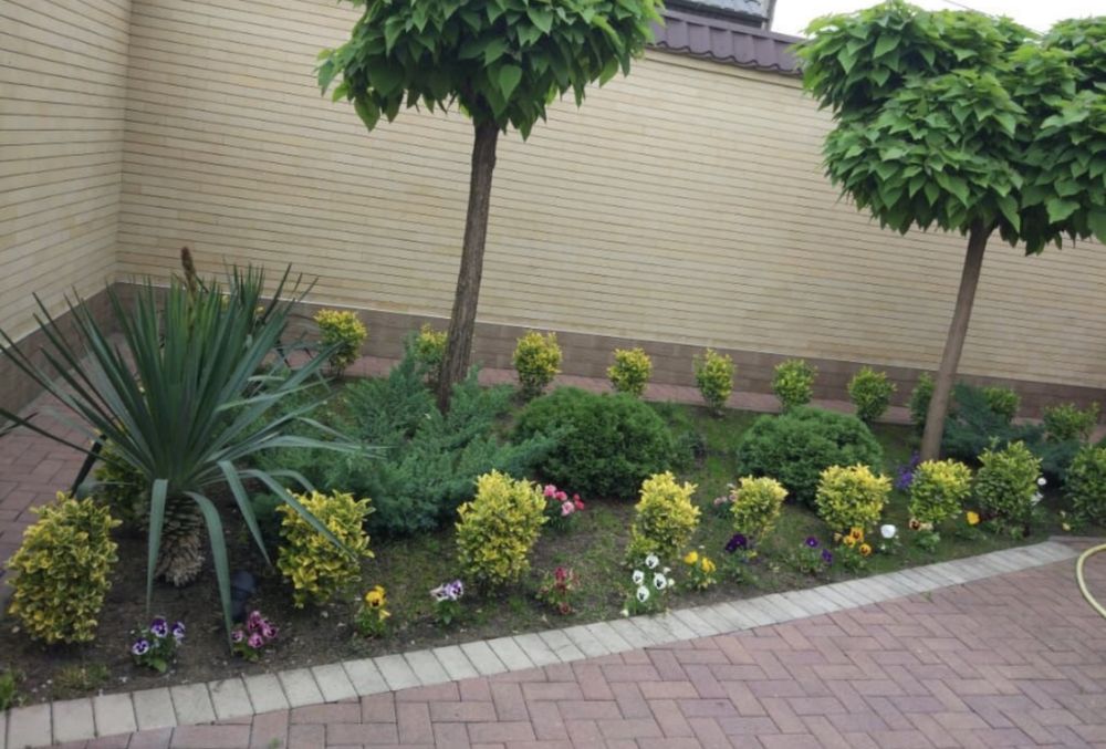 Газон англиский спортивный