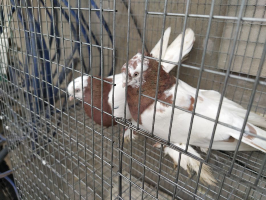 Пара Капканы готовые