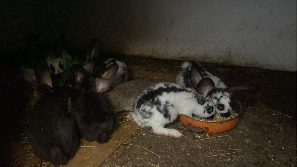Vand iepurasi , rasa mixta urias si fluture german , vaccinati si deparazitati.