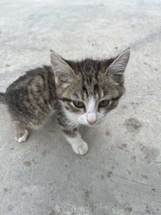 Мысық сатылады котёнк