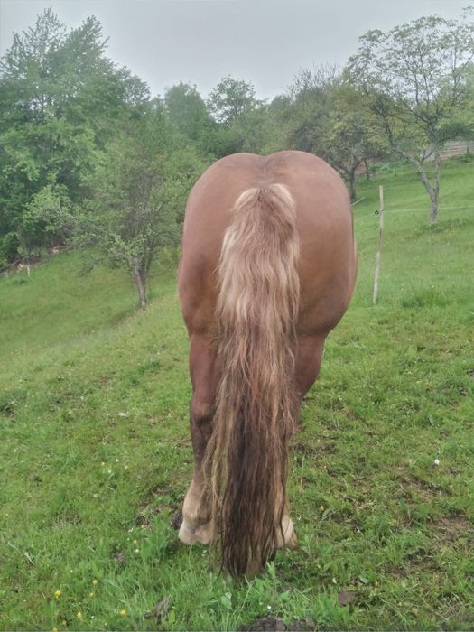 Vând harmăsar de  6/7ani   .