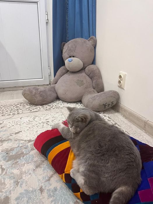 отдадим кошку в хорошие руки