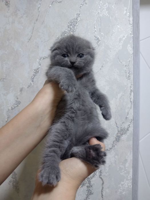 Skotish fold mushukchalar