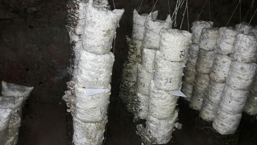 Семена Грибов Вешинки Уруг Замбуриг КА 17.