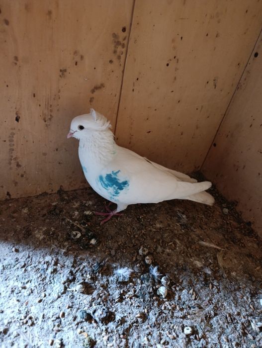 Голубь чубатый лет есть