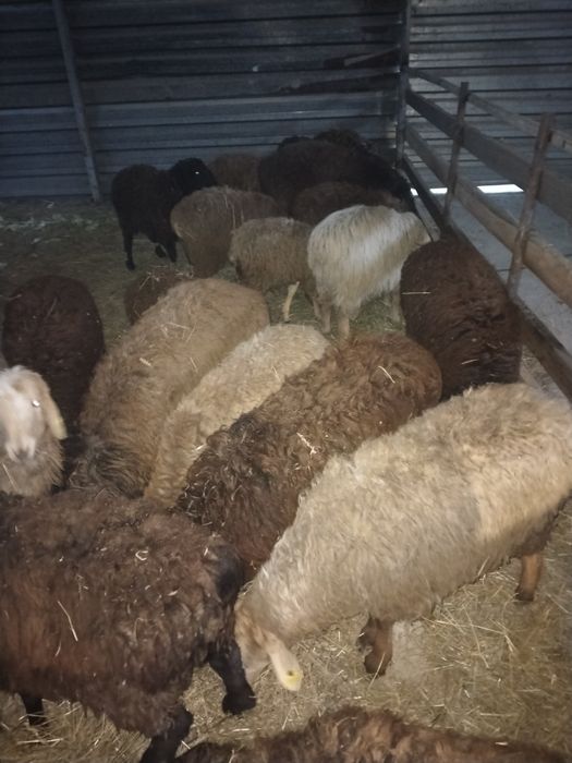 Қой сек Тохты сатылады