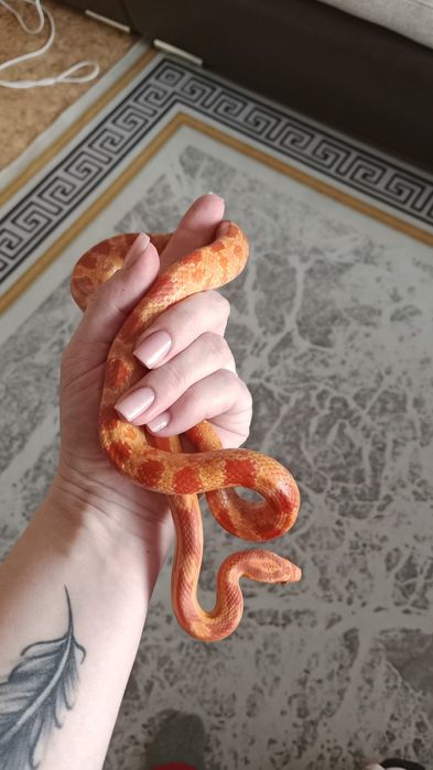 Маисовый полоз с террариумом,самец