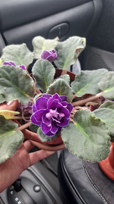 Продам  фиалки в ассортименте