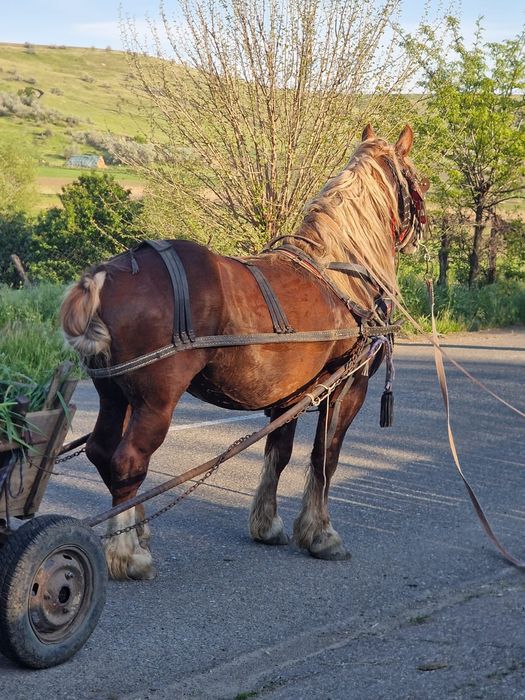 Armăsar de vânzare