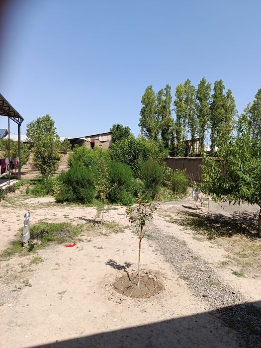 Hovli sotiladi 5 sotix
