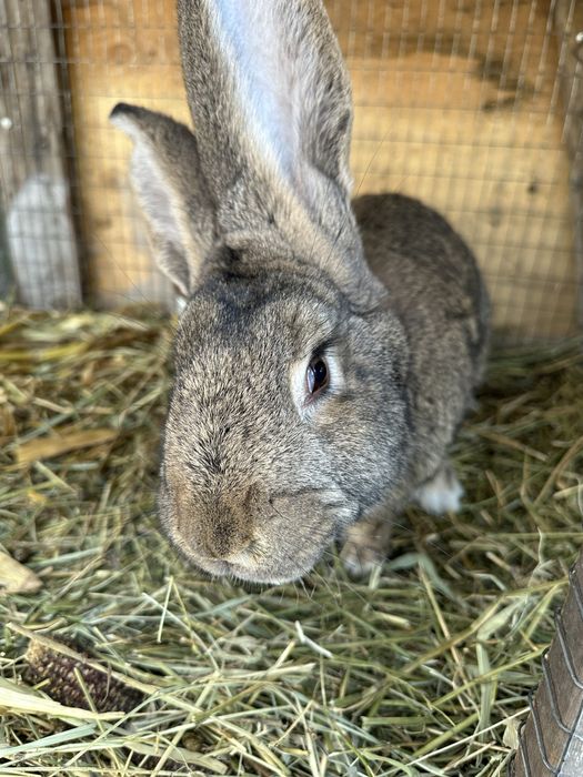 Поменяю кролов на куриц