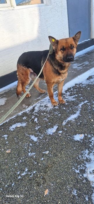 В добрые руки  девочка