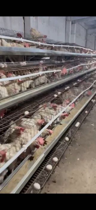 Mol bozori va qoshimcha ferma va tovuqxonalar bir joyda sotiladi.