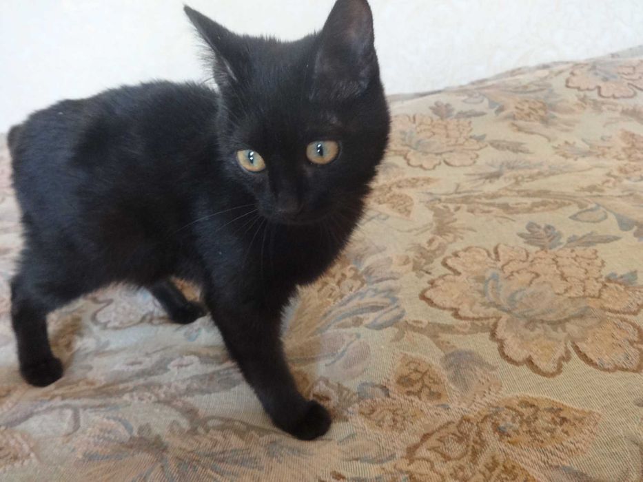 Отдам котёнка в хорошие руки