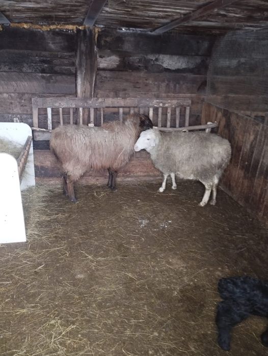 Семіз қойлар сатылады.