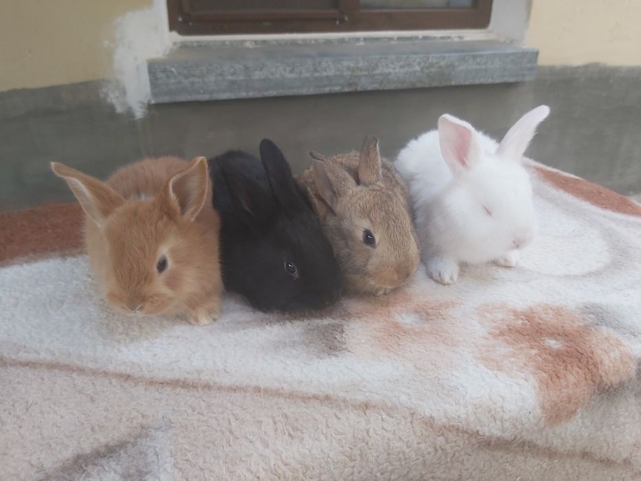 Продаются кролики крольчата куен болалари  оптом