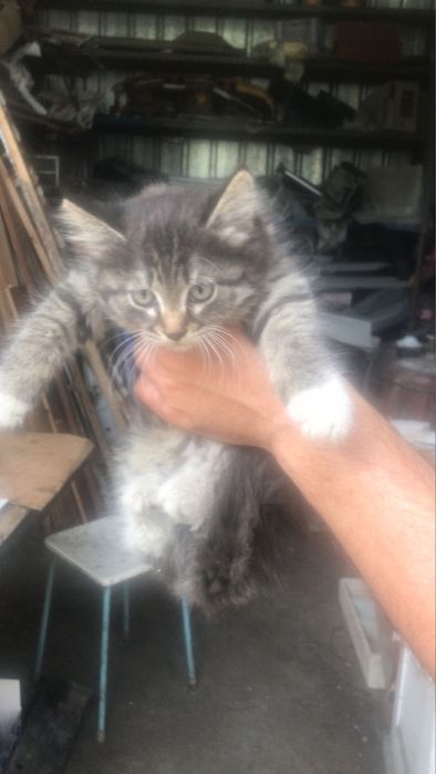 Отдам котенка в добрые руки