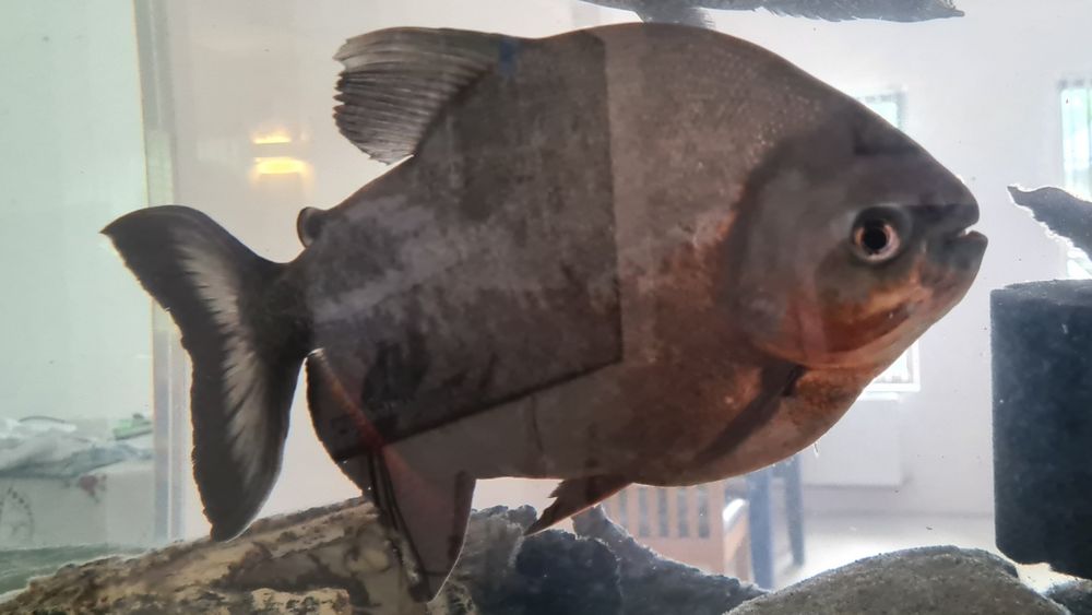 Peste de acvariu Pacu