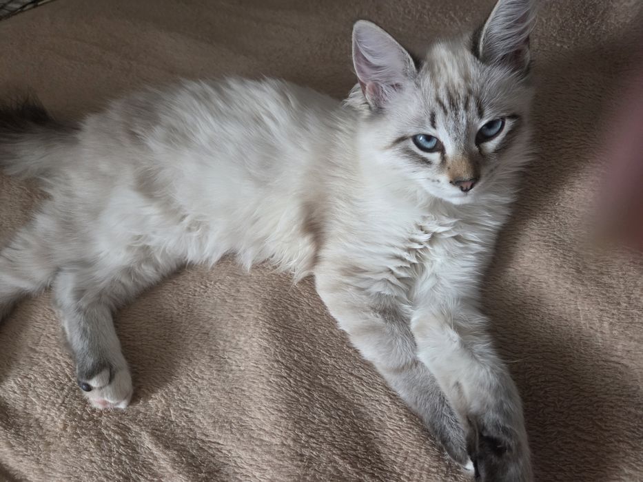 Отдам  бесплатно котёнка