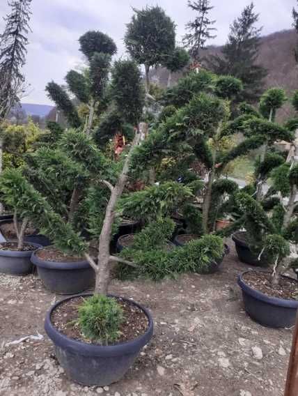 Plante Ornamentale pentru Amenajări Exterioare Durabile