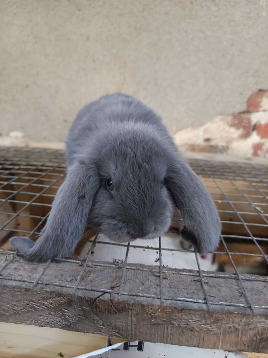 Кочовати зайци за разплод