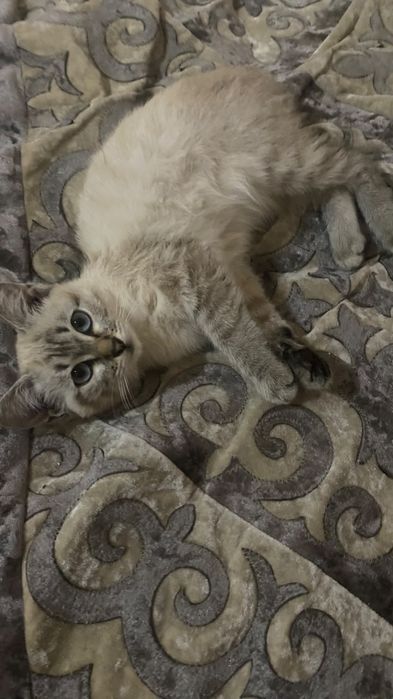 Отдам пушистого котёнка в добрые руки