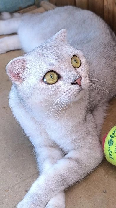 Продаю Кота в Добрые руки .