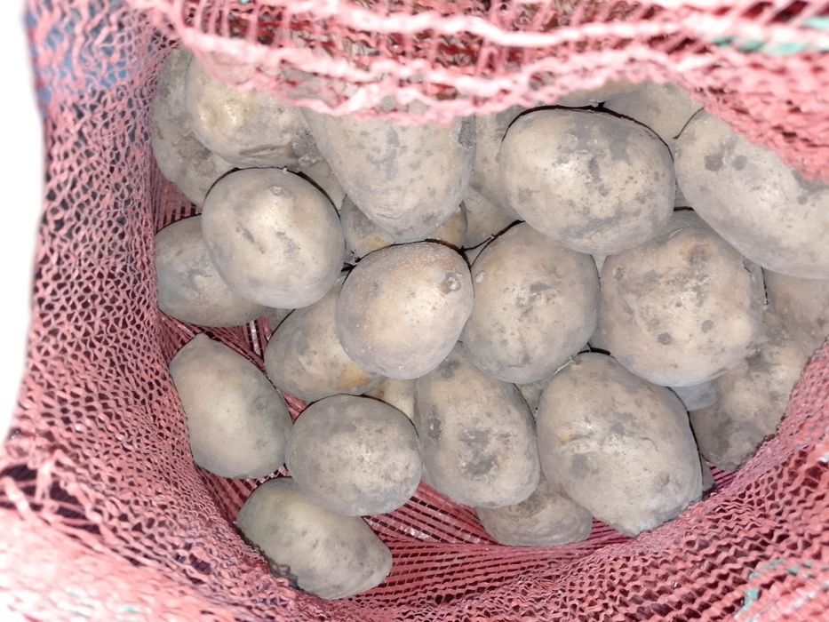 Продам картошку сорт гала