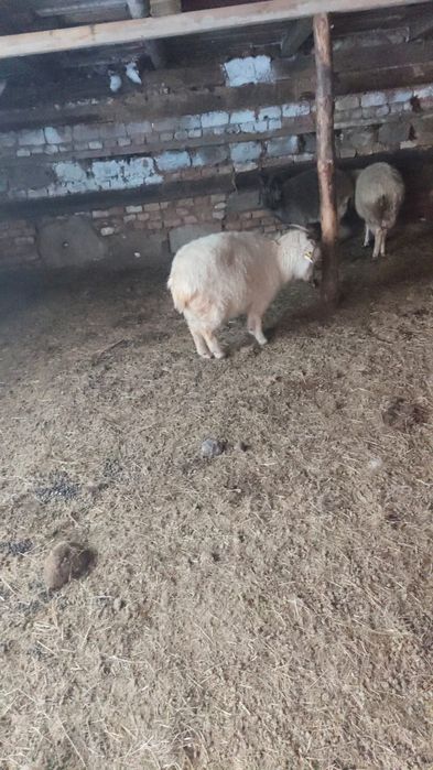 Продам двух коз. Екі ешкі сатам.