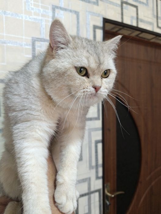 Продам золотую и  серебристую шиншиллу