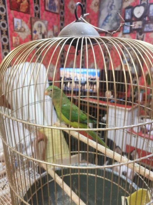 vand sau schimb cu pesti acvariu papagal femela