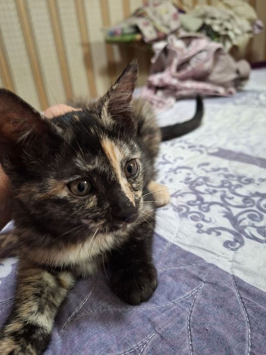 Отдам котят в хорошие руки